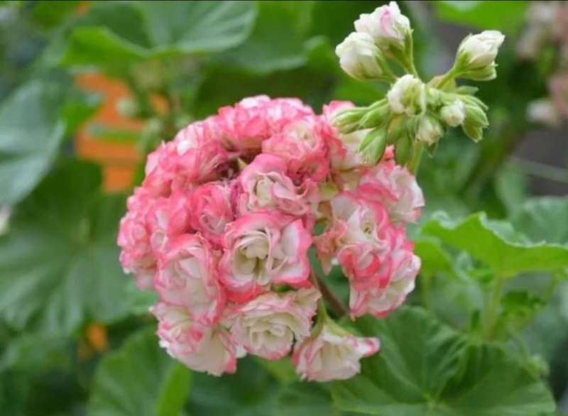 фото - Apple Blossom Rosebud